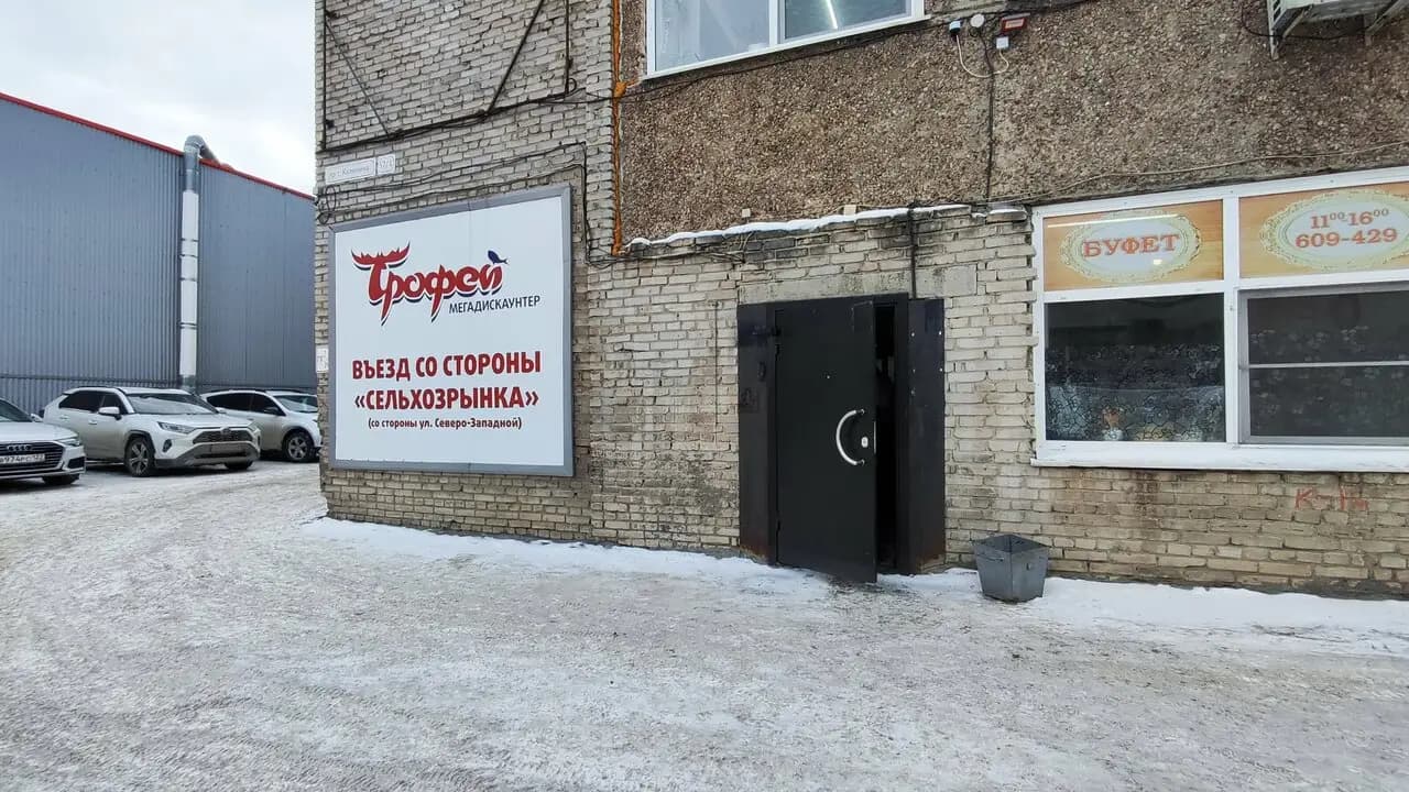 Весёлый тюлень