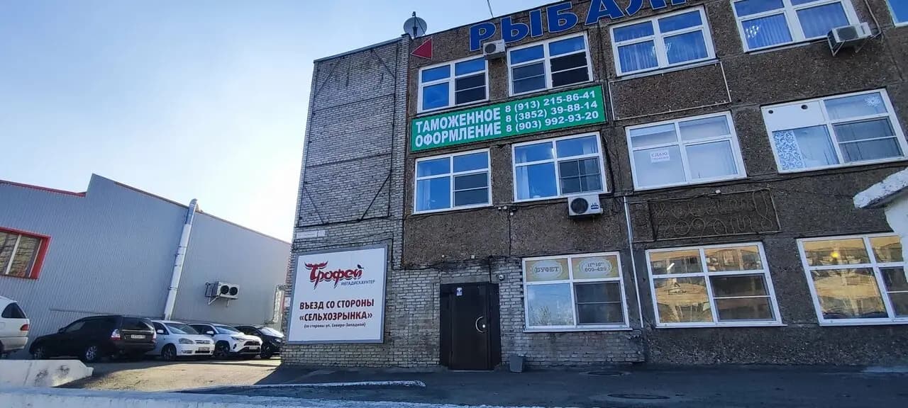 Весёлый тюлень