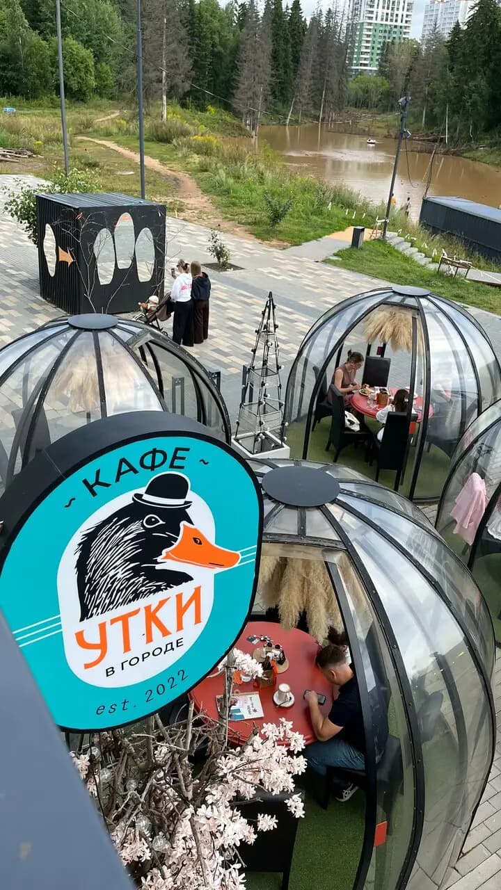 Утки в городе