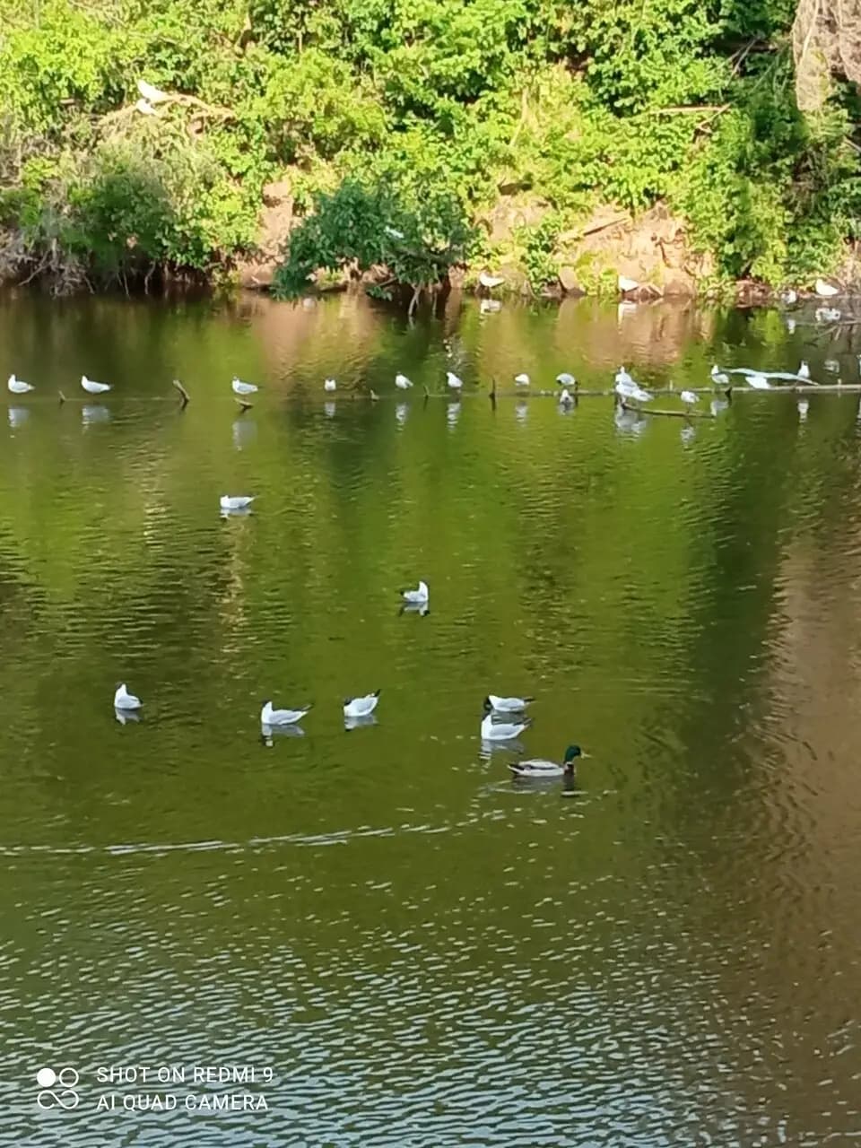 Утки в городе