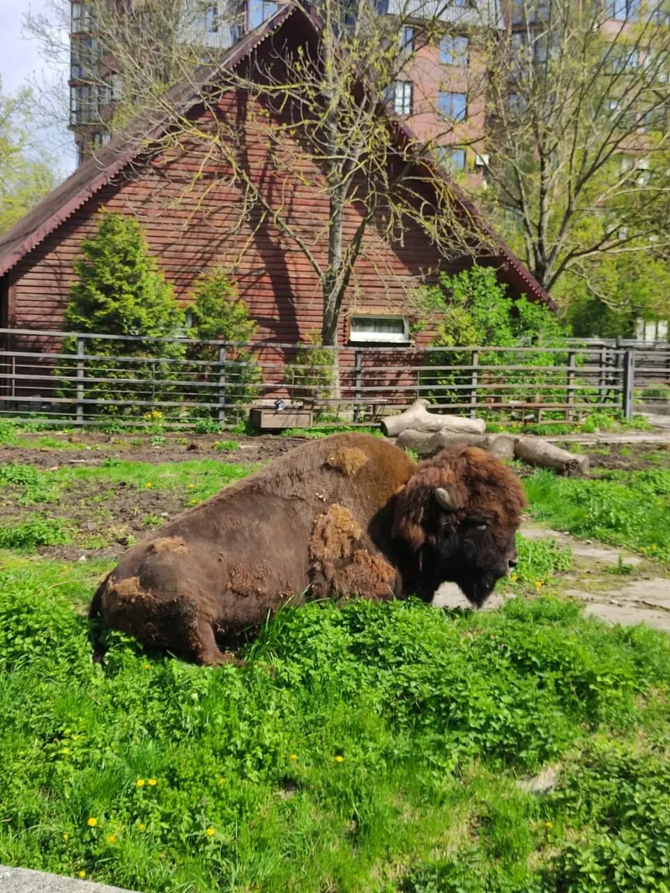 Патиссон Markt