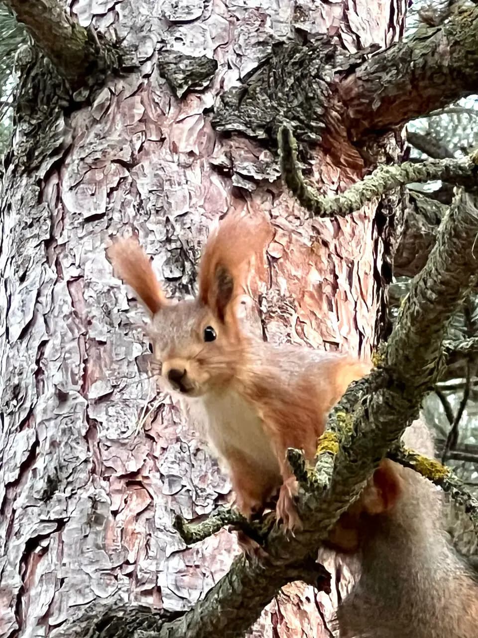 Чайный домик