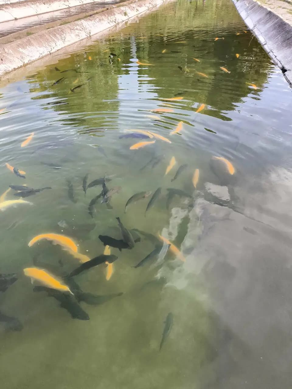 Кафе при форелевом хозяйстве