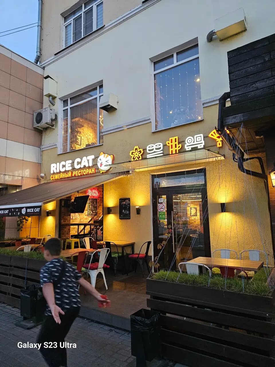 Рисовый Кот