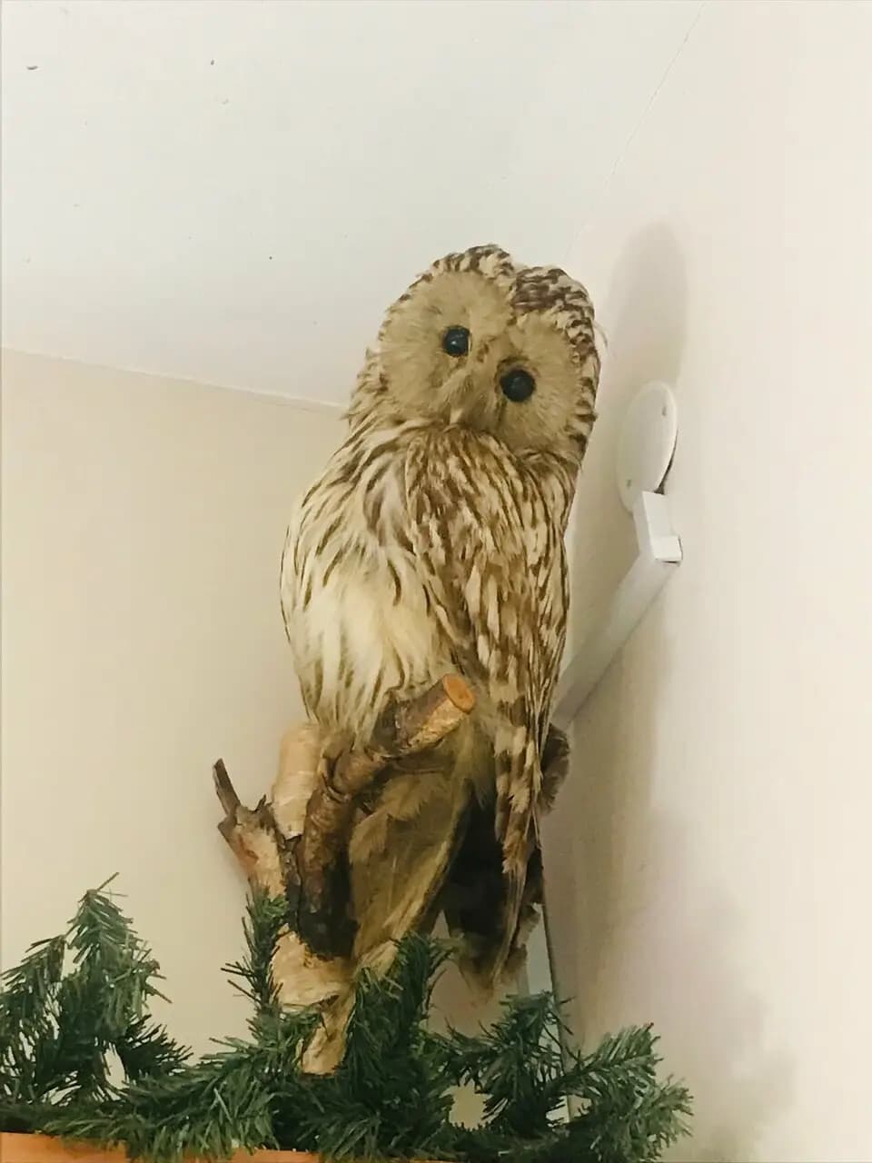 Сова&Пельменная