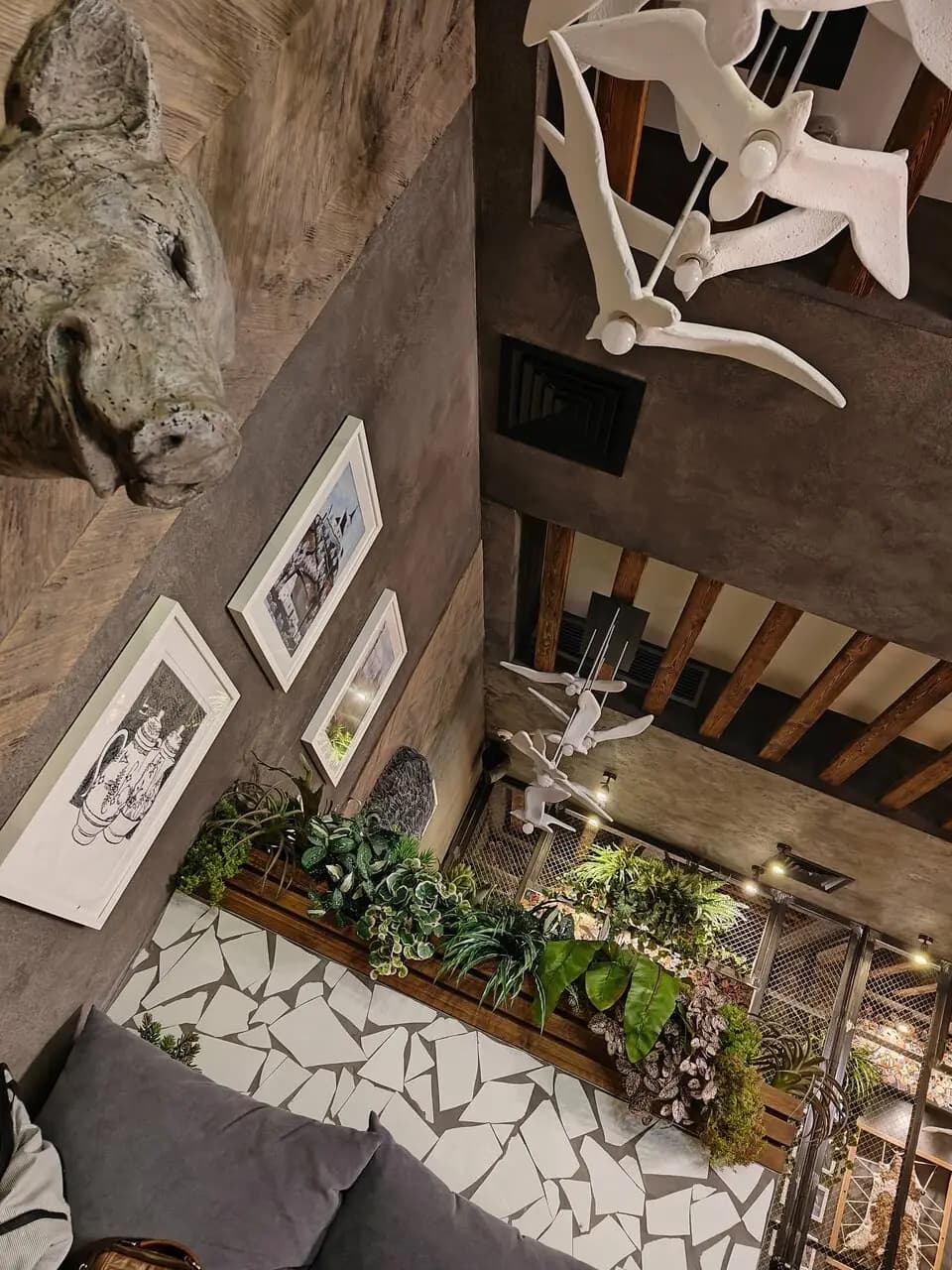 Чайка Ливингстон