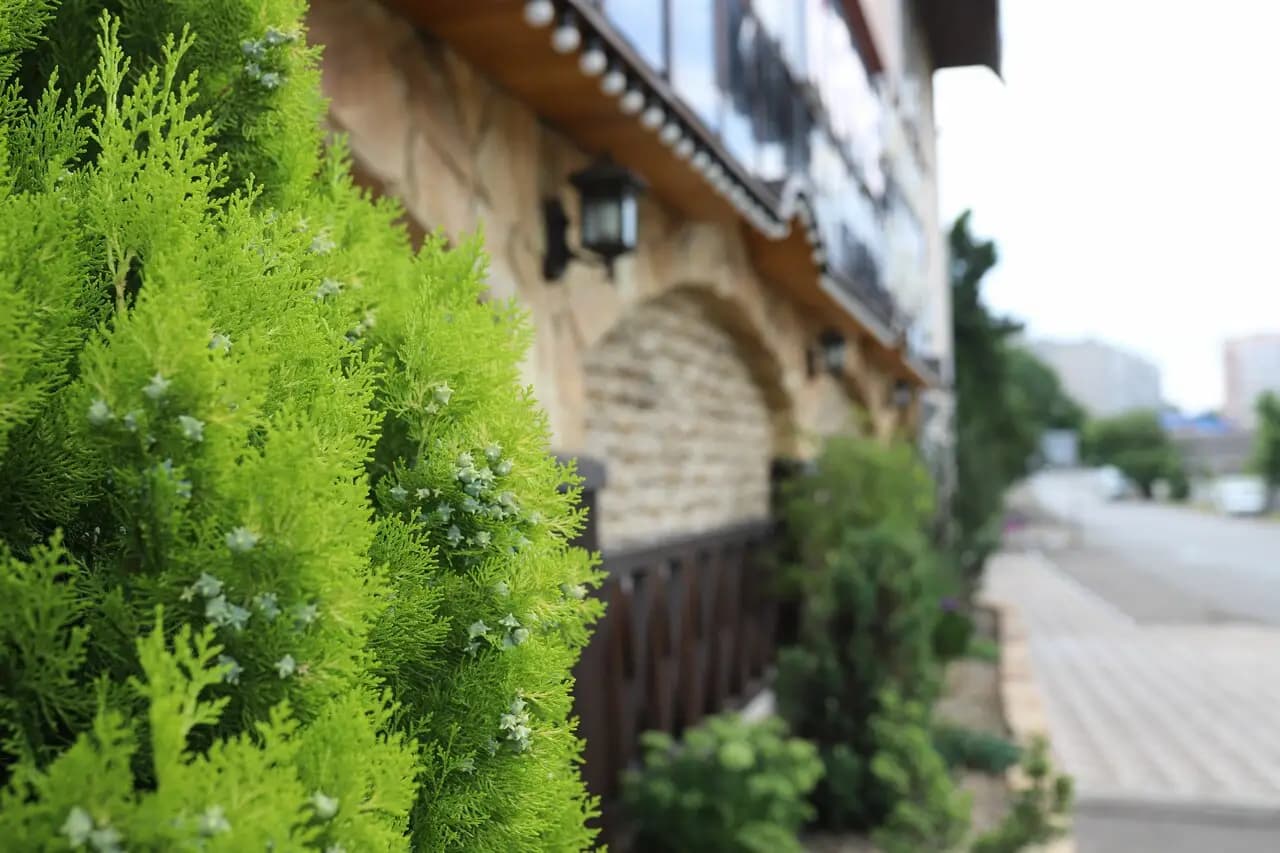 Белая берёза