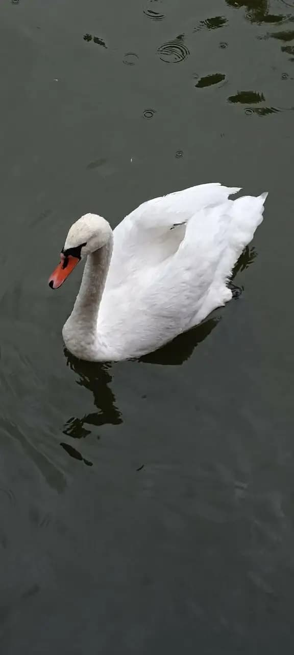 Лебединое озеро