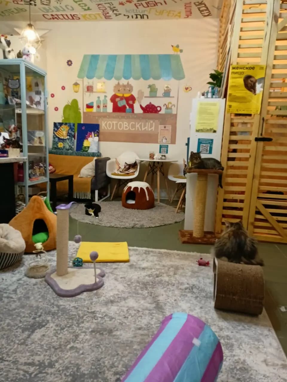 Котокафе Котовский