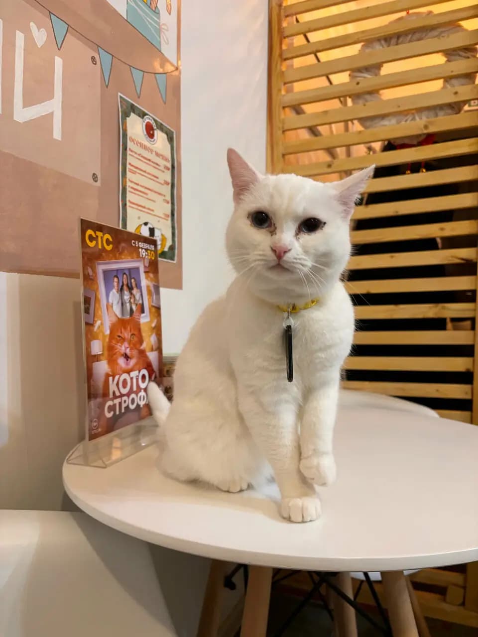 Котокафе Котовский