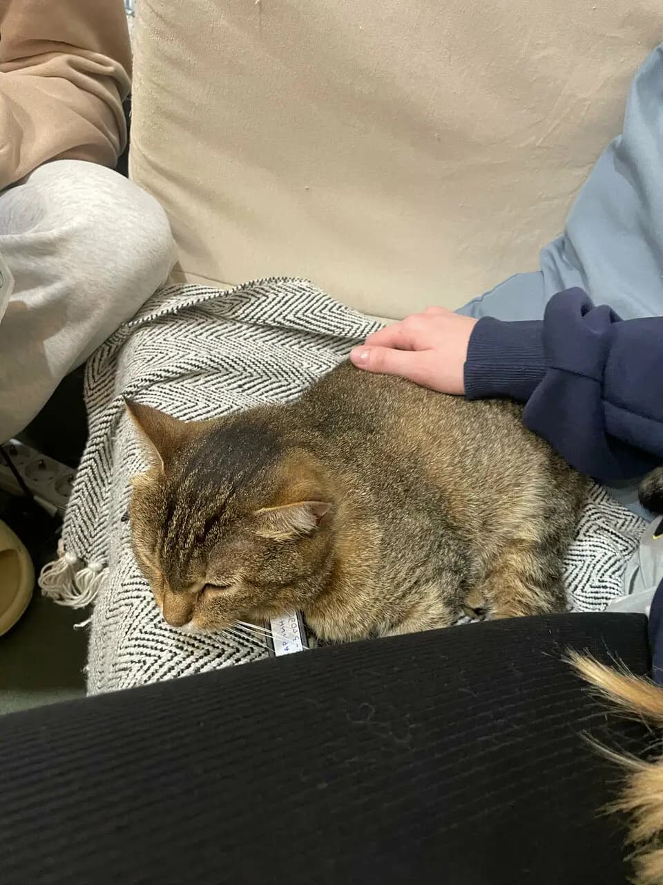 Котокафе Котовский