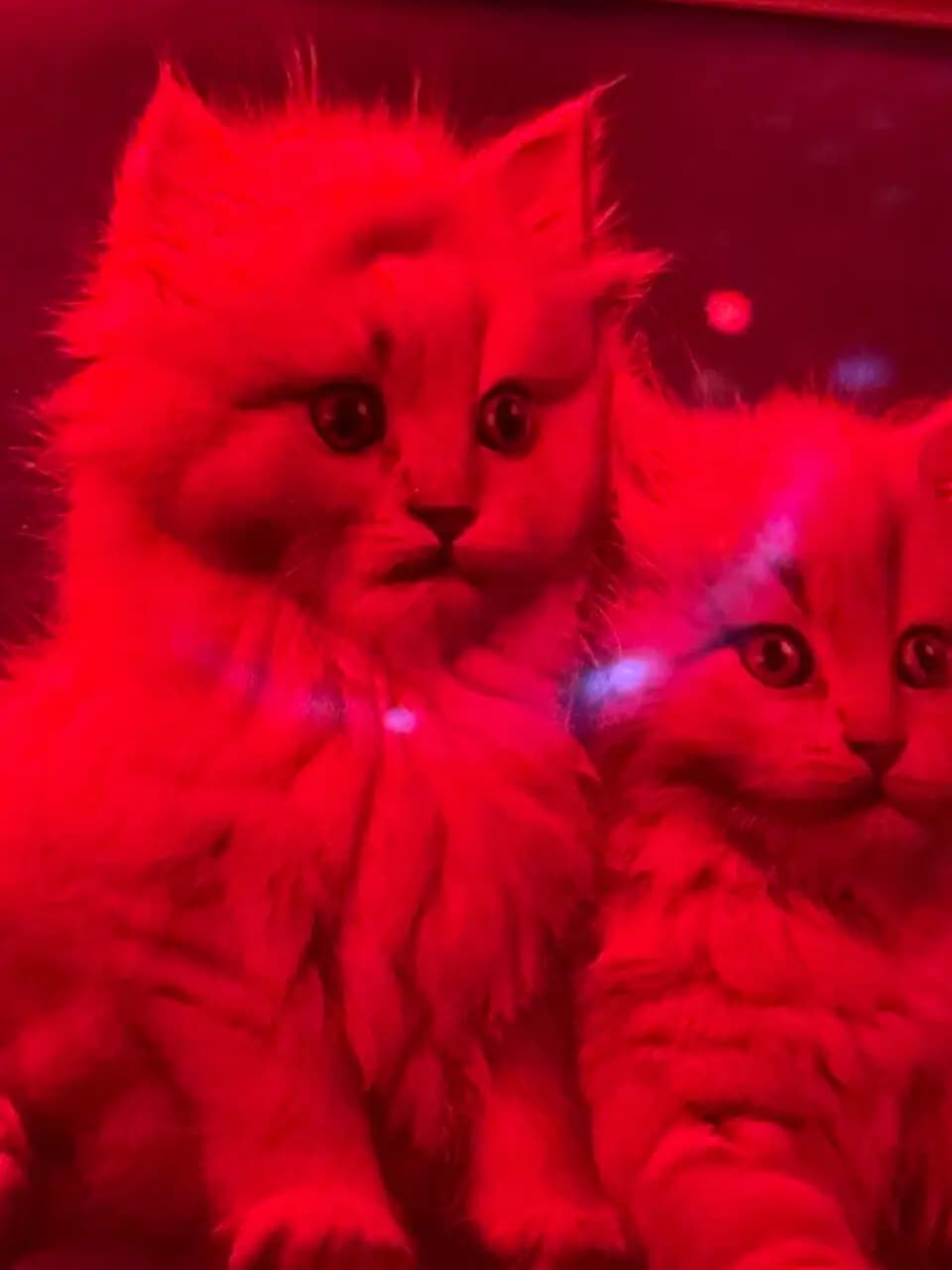 Киска в Коммуналке