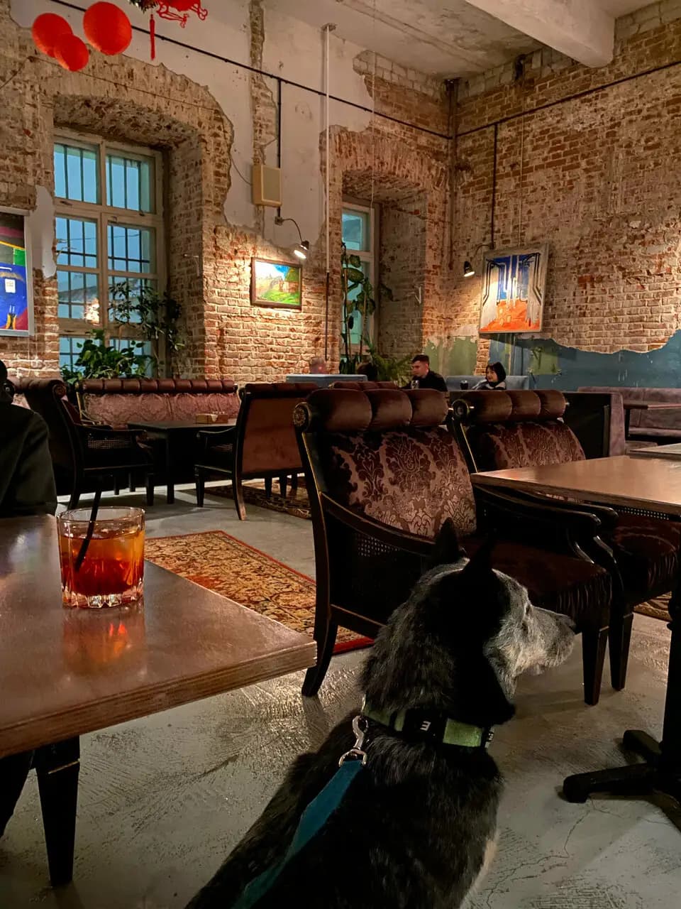 Собака Павлова