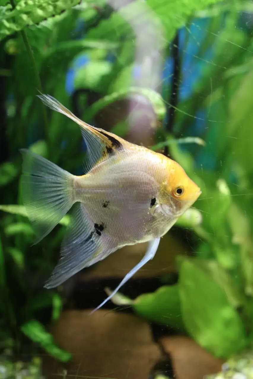 Хинкали Дали