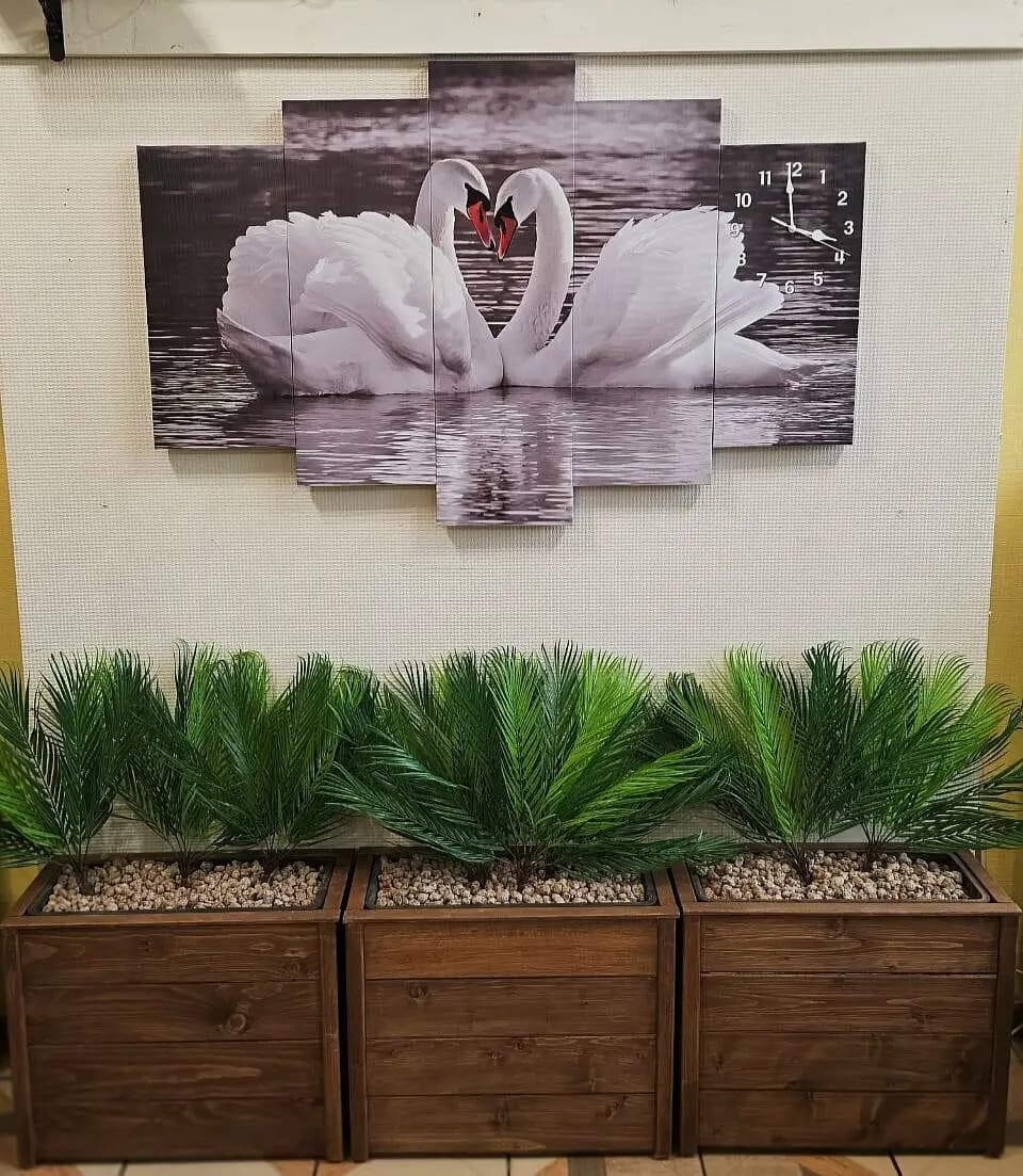 Белый лебедь