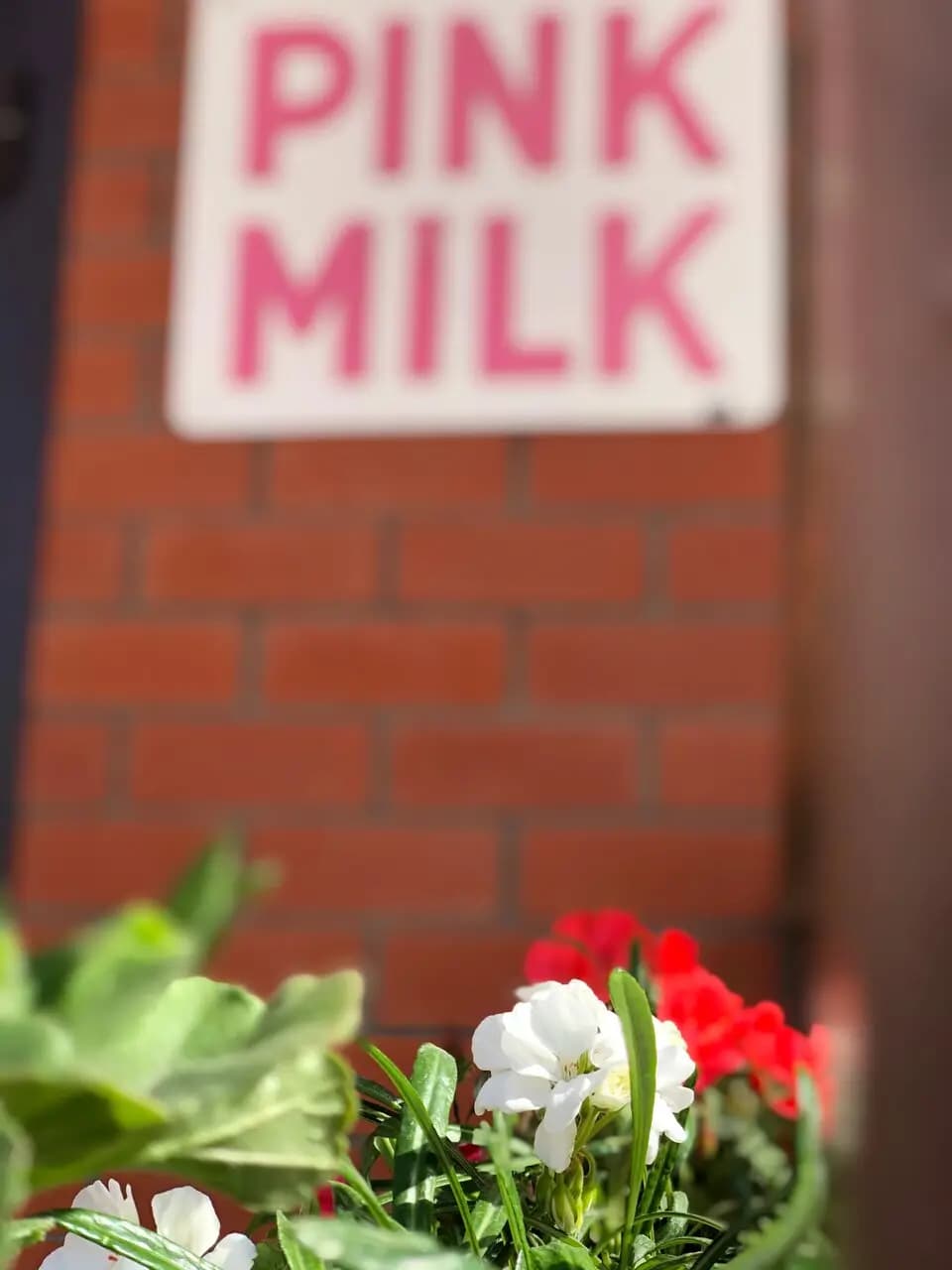 Pink milk