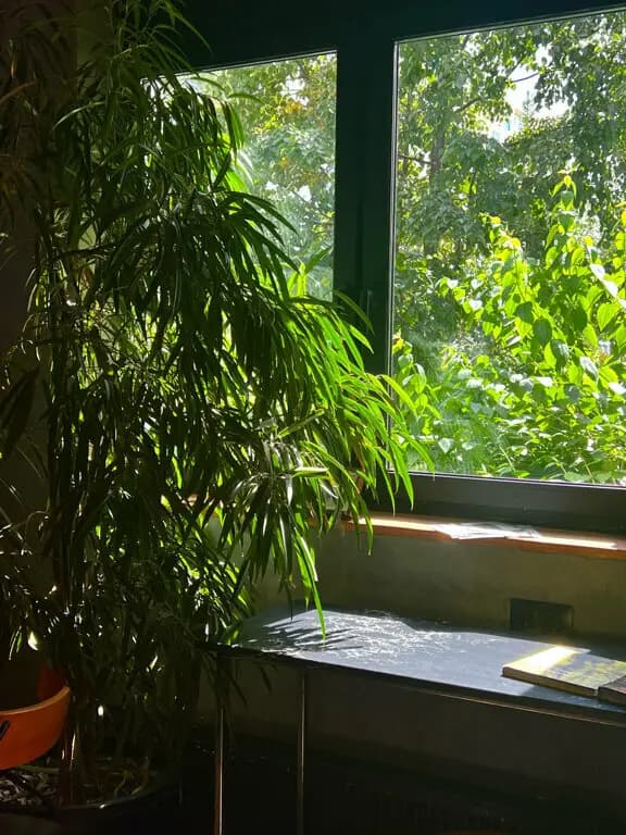 Surf Coffee X Forest