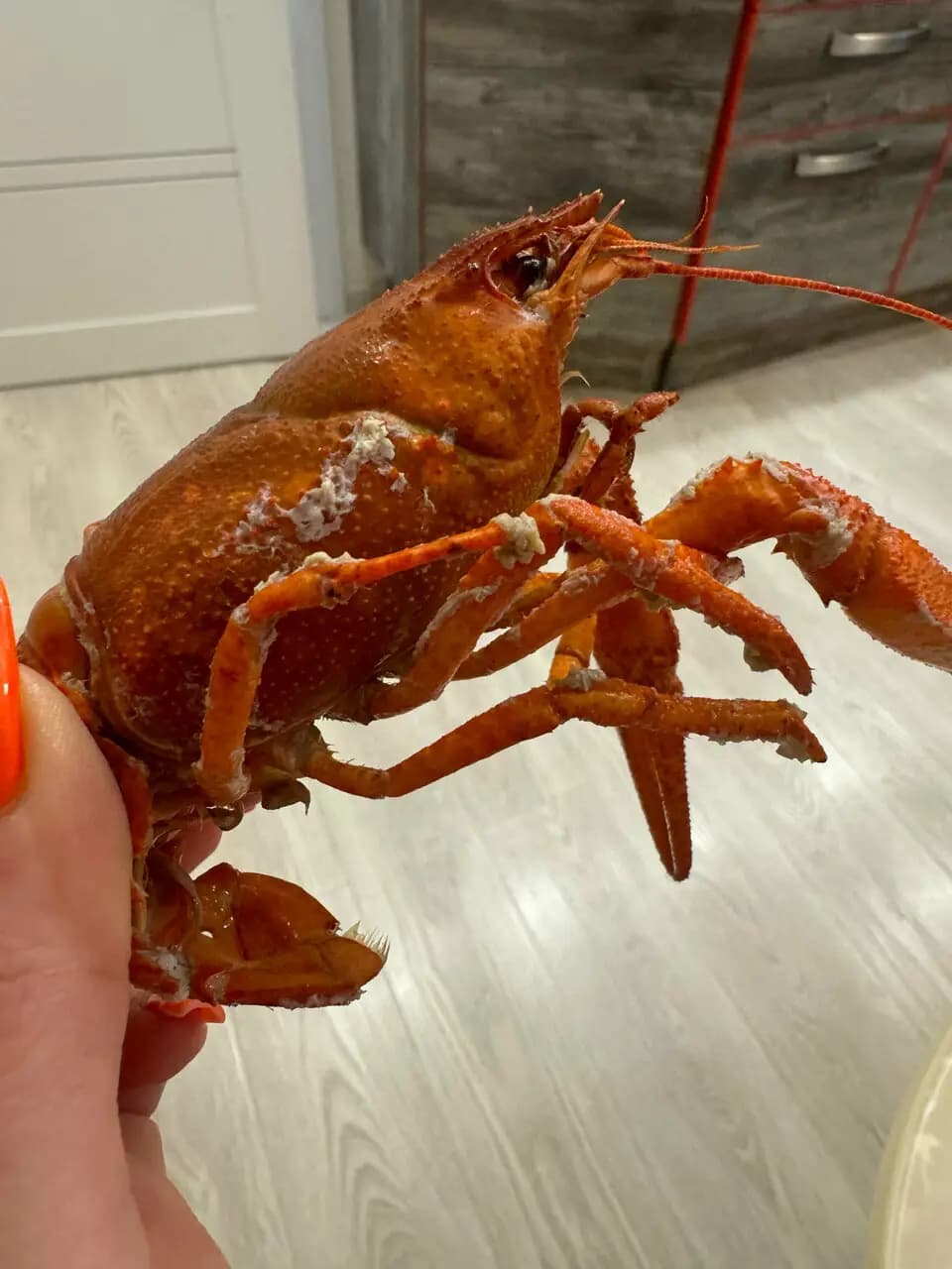 Клешни и Хвосты