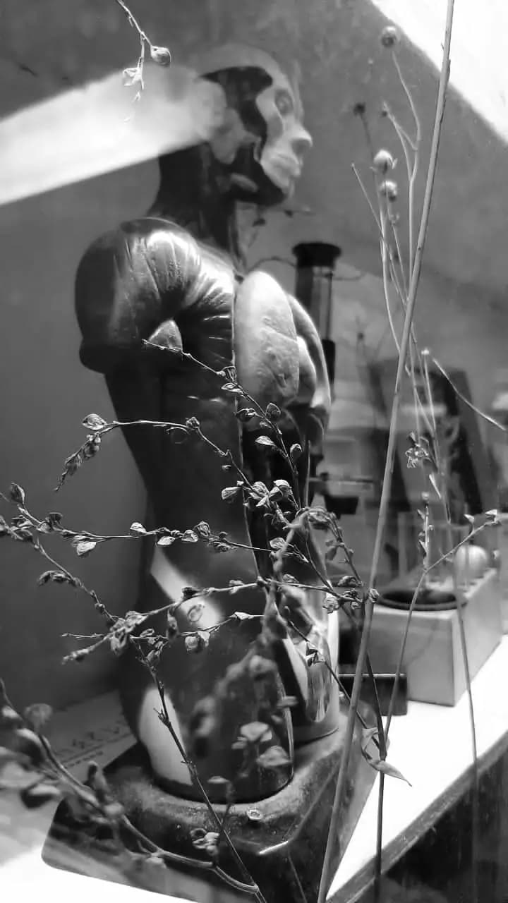 Пестики-Тычинки