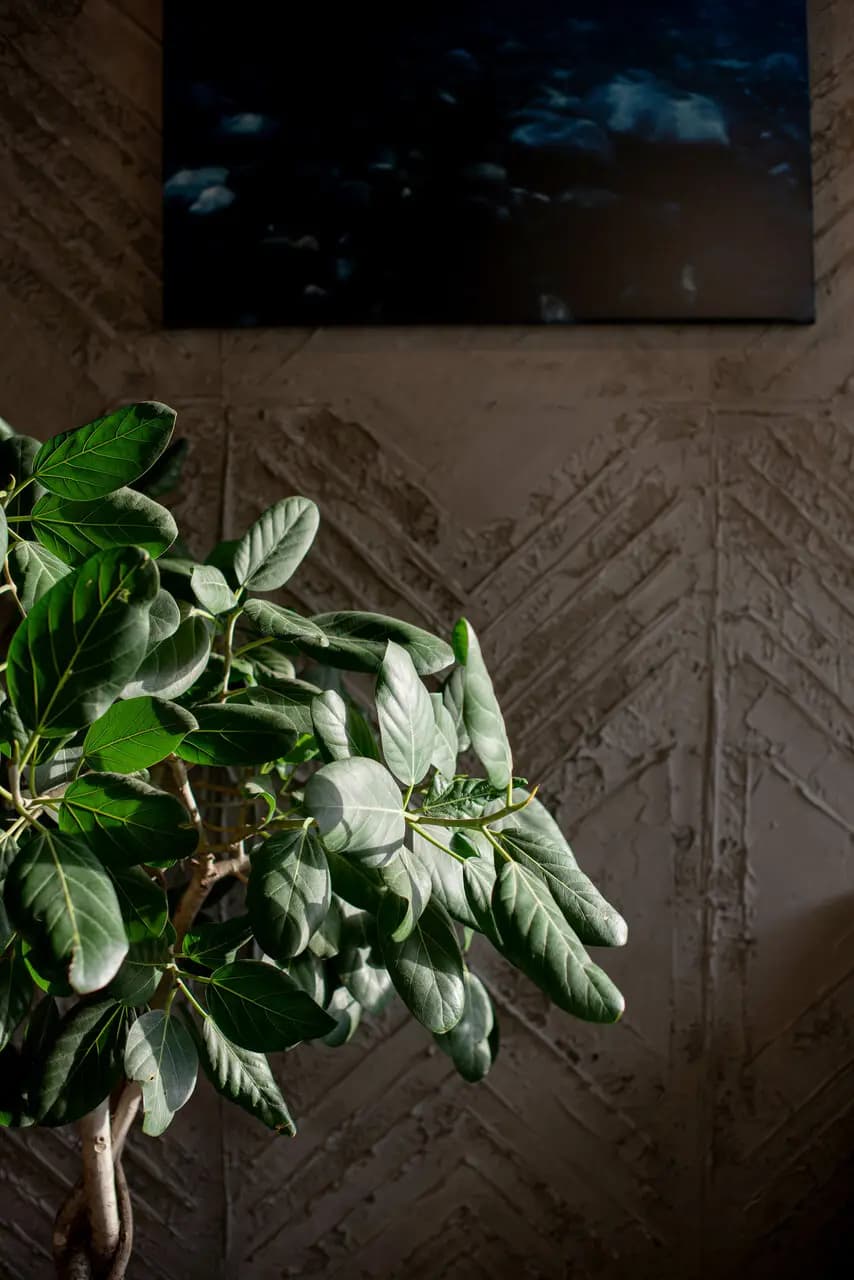 Surf Coffee X Twin Fin