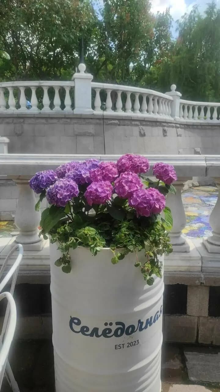 Селёдочная