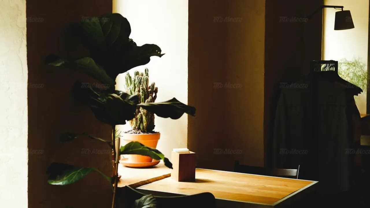 Боррачитос