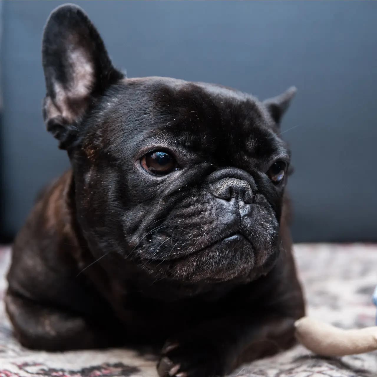 Бульдог бар