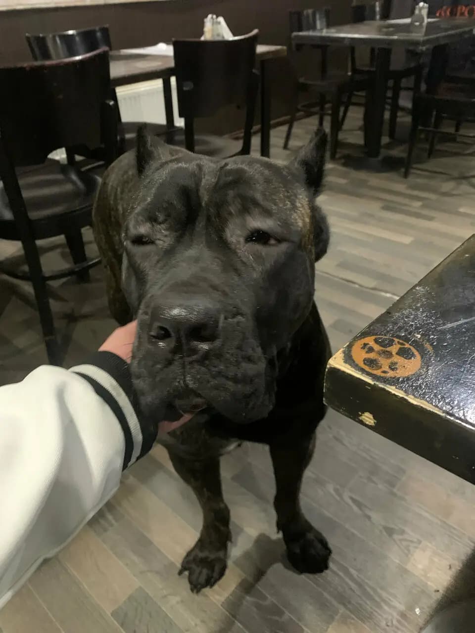 Бульдог бар