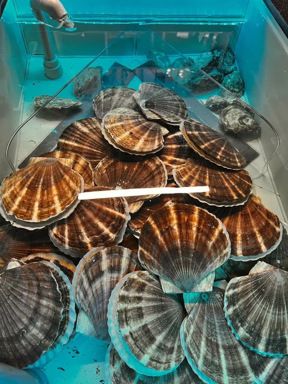 Деликатеска